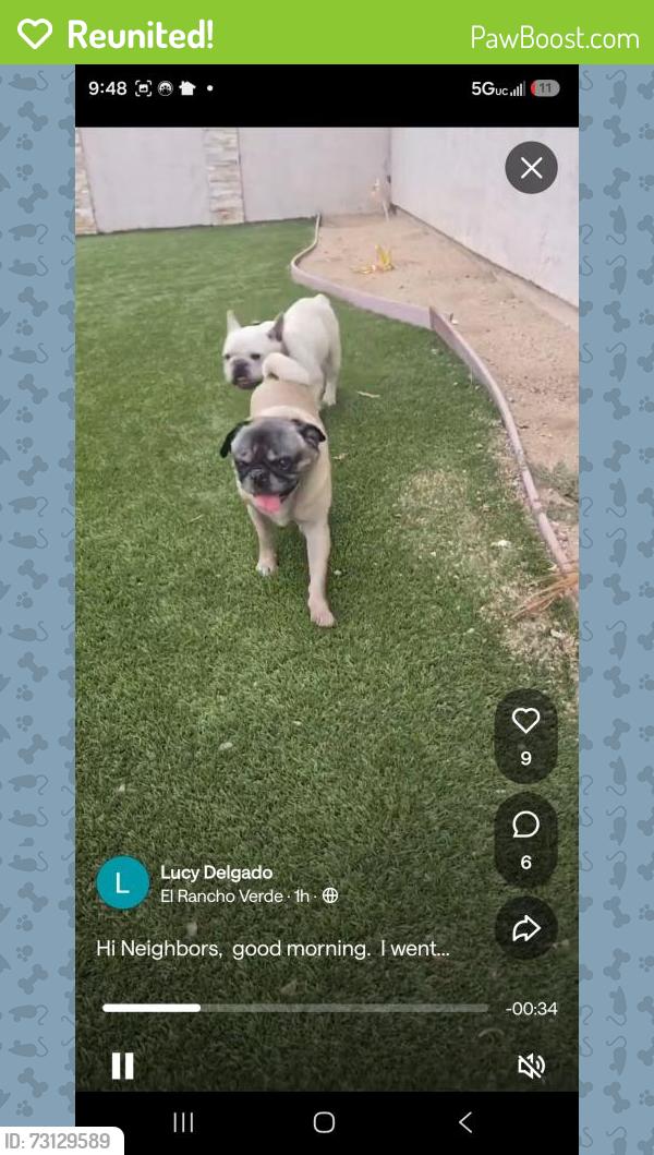 Reunited Male Dog last seen Near E Belmont ave, Rialto, ca, Rialto, CA 92377