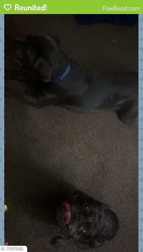 Reunited Female Dog last seen Near stable lane Brentwood park, Victorville, CA 92394