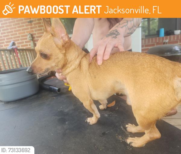 Found/Stray Male Dog last seen Poppy Dr & Lakeshore blvd, Jacksonville, FL 32210