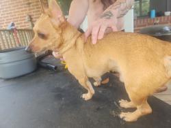 Found/Stray Male Dog last seen Poppy Dr & Lakeshore blvd, Jacksonville, FL 32210
