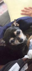 Reunited Female Dog last seen Cecilia Lucero Solorio Elementary School, Fontana, CA 92336
