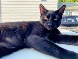 Reunited Female Cat last seen Ash st, Wayne st, Archbald, PA 18403