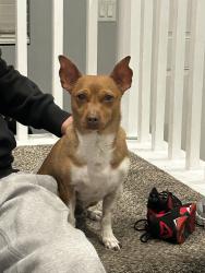 Reunited Male Dog last seen James K Seastrand Park, North Las Vegas, NV 89031