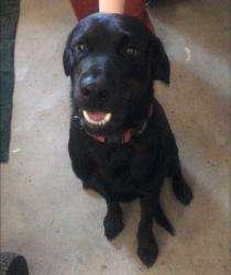 Reunited Male Dog last seen Everett Rd and 29th, Pueblo, CO 81006
