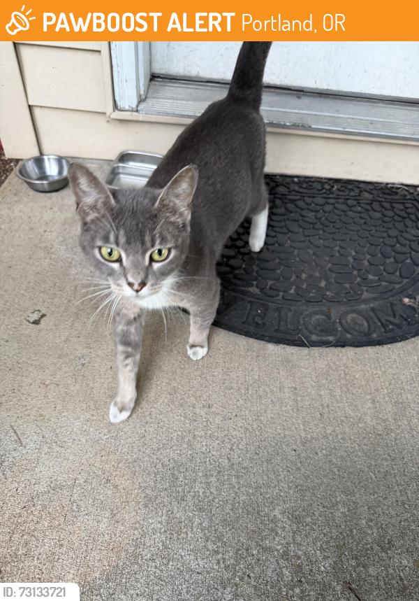 Found/Stray Unknown Cat last seen Market, Portland, OR 97236