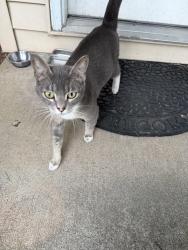 Found/Stray Unknown Cat last seen Market, Portland, OR 97236