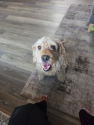 Lost Male Dog last seen Bula & Palmer park, Colorado Springs, CO 80915