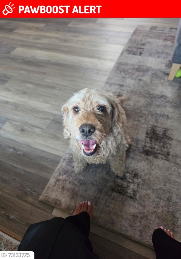 Lost Male Dog last seen Bula & Palmer park, Colorado Springs, CO 80915