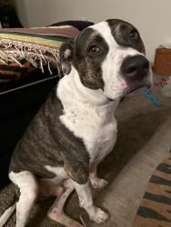 Reunited Male Dog last seen Near NE Davis St, Portland, OR 97232