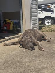 Reunited Male Dog last seen Near Rachel rd, Fayetteville, NC 28311