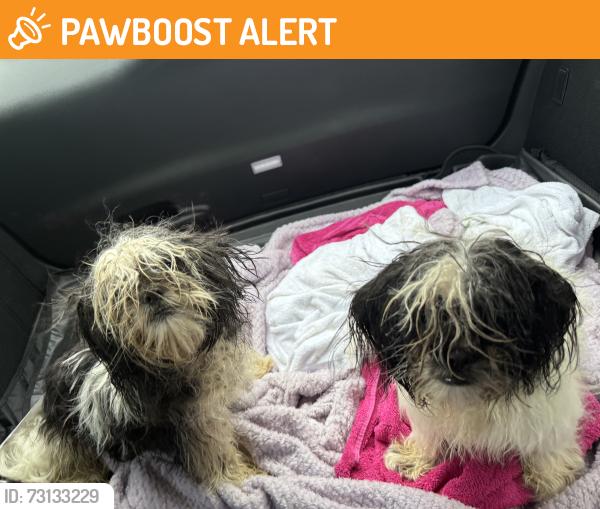 Found/Stray Male Dog last seen FM 1093 & Bois D’Arc Ln, Fort Bend County, TX 77441