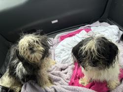 Found/Stray Male Dog last seen FM 1093 & Bois D’Arc Ln, Fort Bend County, TX 77441