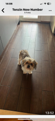 Lost Male Dog last seen Near Av 85-22, Queens, NY 11373