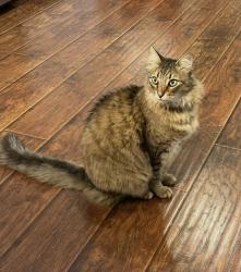 Lost Male Cat last seen Buckingham and Garland, Garland, TX 75044
