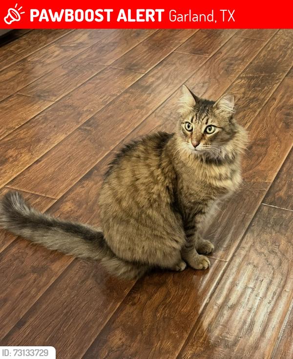 Lost Male Cat last seen Buckingham and Garland, Garland, TX 75044