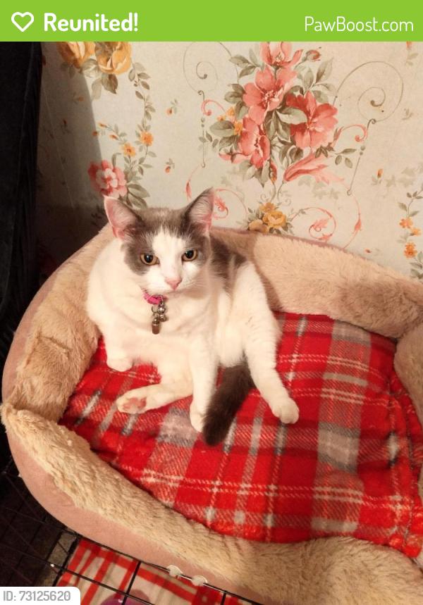 Reunited Female Cat last seen Parsonage rd ramsgreave, Blackburn with Darwen, England 