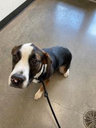 Shelter Stray Female Dog last seen Forest park, 8485 E Reno Ave, Midwest City, OK 73110, USA