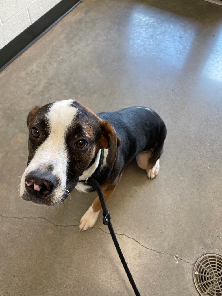 Shelter Stray Female Dog last seen Forest park, 8485 E Reno Ave, Midwest City, OK 73110, USA