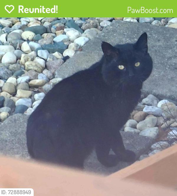 Reunited Male Cat last seen 110th & Gillette, Overland Park, KS 66212