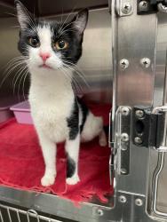Shelter Stray Female Cat last seen Forest park, 8485 E Reno Ave, Midwest City, OK 73110, USA
