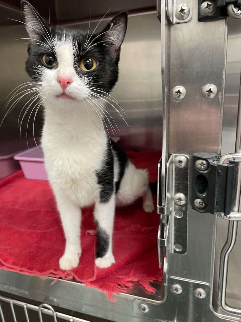 Shelter Stray Female Cat last seen Forest park, 8485 E Reno Ave, Midwest City, OK 73110, USA