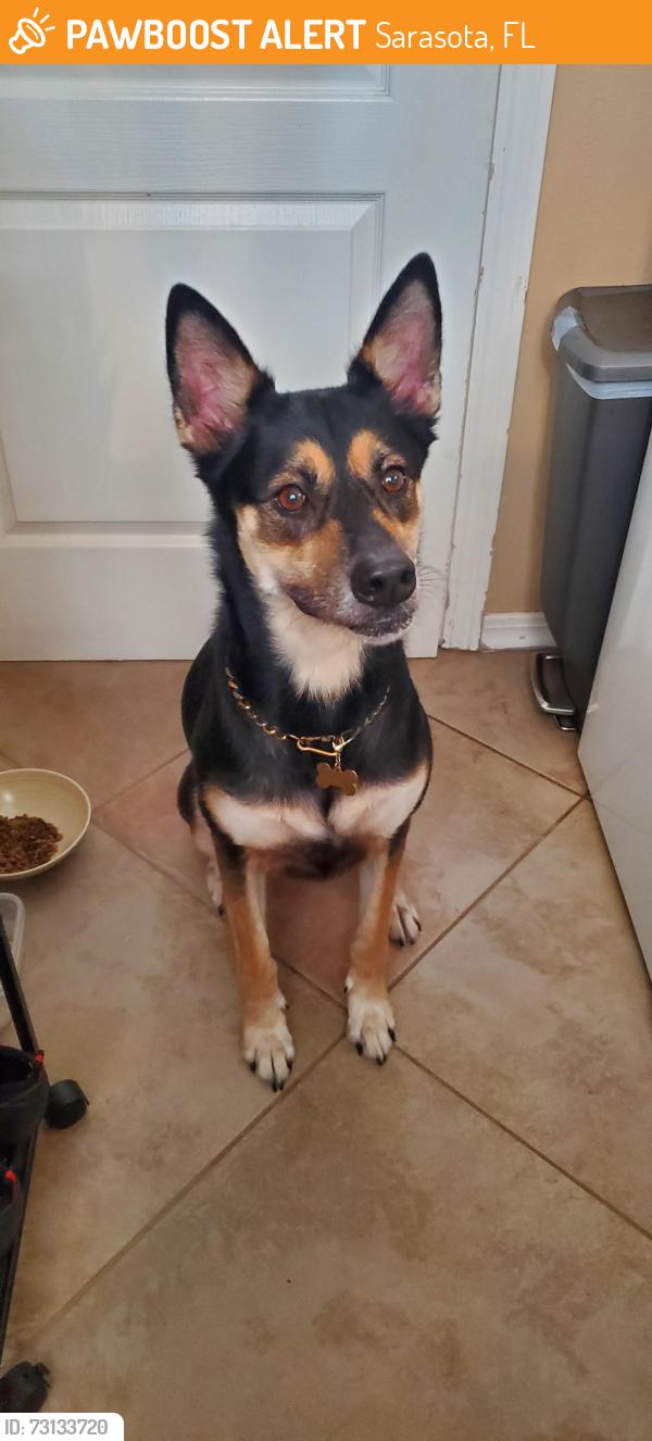 Found/Stray Unknown Dog last seen Near Lime Ave, Sarasota, FL 34239, Sarasota, FL 34239