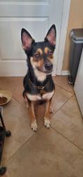 Found/Stray Unknown Dog last seen Near Lime Ave, Sarasota, FL 34239, Sarasota, FL 34239