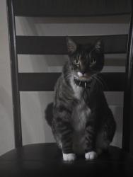Reunited Male Cat last seen Gladys Dr, South Jordan, UT 84095, USA, South Jordan, UT 84095