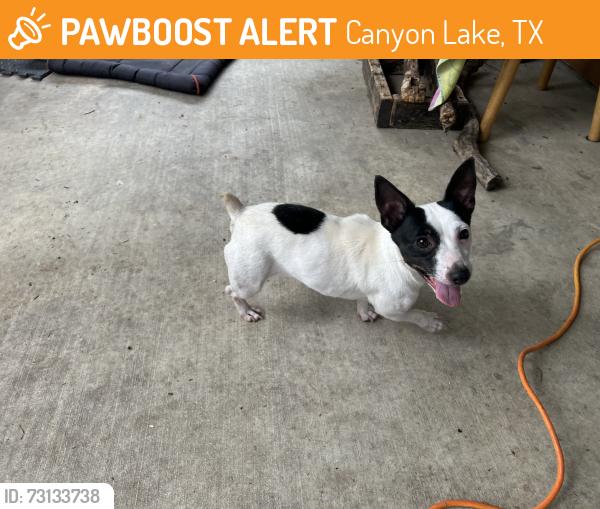 Found/Stray Female Dog last seen Inland Dr & Hillside Circle, Canyon Lake, TX 78133