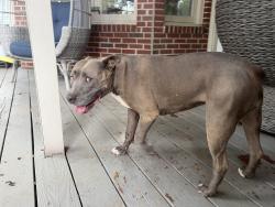 Reunited Female Dog last seen Near shadow point circle, Chattanooga, TN 37421