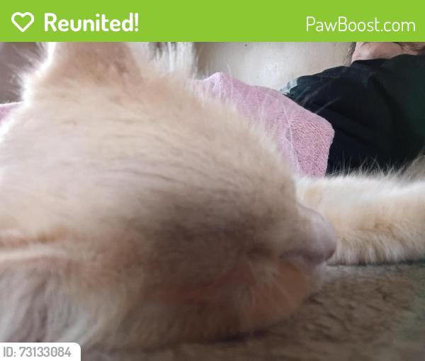 Reunited Male Cat last seen Sandlewood, boxwood, Columbus, OH 43229