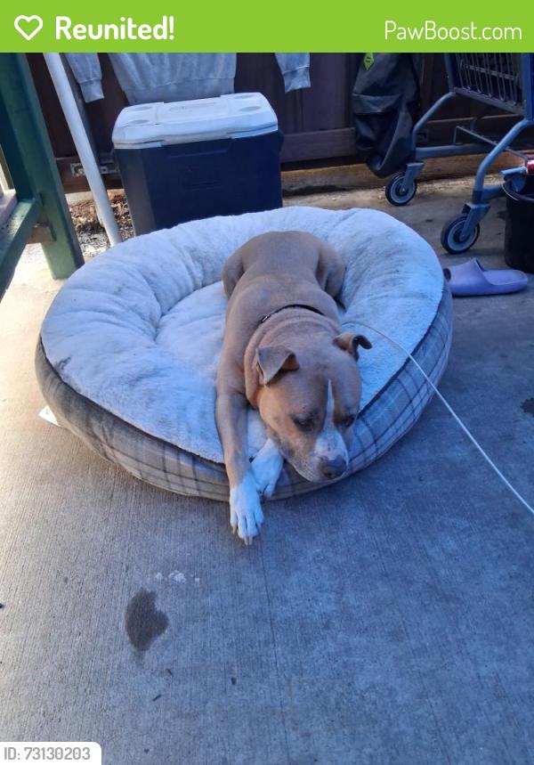 Reunited Male Dog last seen Remount and Rivers Ave North Charleston, North Charleston, SC 29406