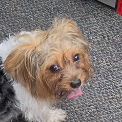Found/Stray Unknown Dog last seen Cassat Ave, Jacksonville, FL 32254