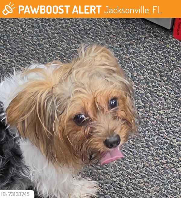 Found/Stray Unknown Dog last seen Cassat Ave, Jacksonville, FL 32254