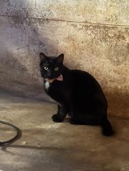 Reunited Male Cat last seen Near S East St, Indianapolis, IN 46225, USA, Indianapolis, IN 46225