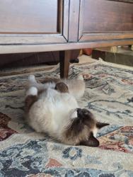 Reunited Male Cat last seen Near Via Colinas, Westlake Village, CA 91362, Westlake Village, CA 91362
