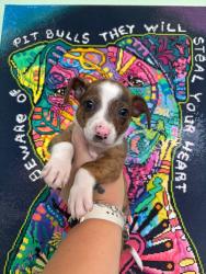 Shelter Stray Male Dog last seen Bexar County, 3353 Morningside Dr, New Braunfels, TX 78132, USA