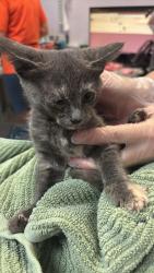 Shelter Stray Female Cat last seen Bexar County, 3353 Morningside Dr, New Braunfels, TX 78132, USA