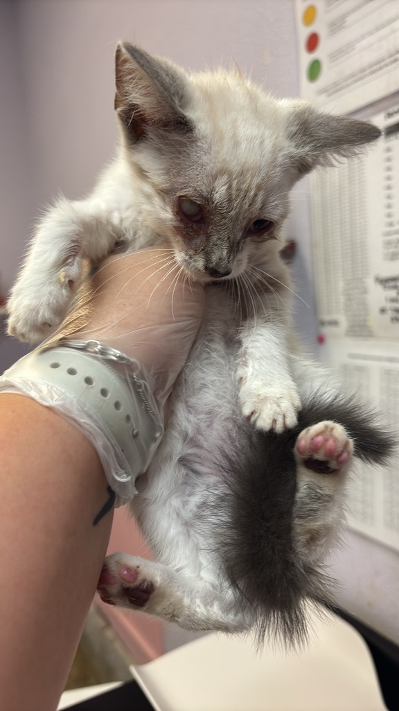 Shelter Stray Male Cat last seen Bexar County, 3353 Morningside Dr, New Braunfels, TX 78132, USA