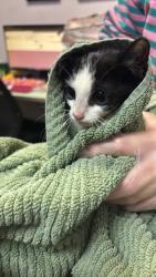 Shelter Stray Female Cat last seen Bexar County, 3353 Morningside Dr, New Braunfels, TX 78132, USA