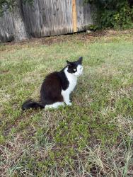 Found/Stray Unknown Cat last seen Normandy Ave and Wilshire Ave, Azle, TX 76020