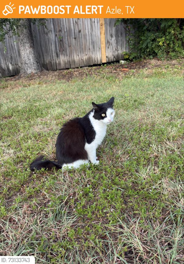 Found/Stray Unknown Cat last seen Normandy Ave and Wilshire Ave, Azle, TX 76020