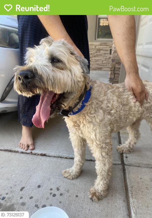 Reunited Male Dog last seen Near Petra Pointe Cir NW, Albuquerque, NM 87120, USA, Albuquerque, NM 87120