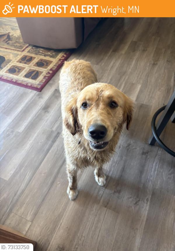 Found/Stray Female Dog last seen Hwy 210, Wright, MN 55798