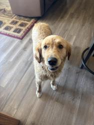 Found/Stray Female Dog last seen Hwy 210, Wright, MN 55798
