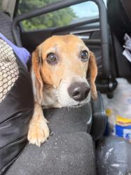 Found/Stray Male Dog last seen A r Davis and Ellejoy rd, Seymour, TN 37865