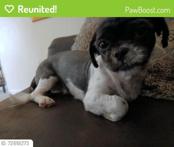 Reunited Female Dog last seen The road behind mikes pizzaria, and an intersection, Homestead, FL 33035