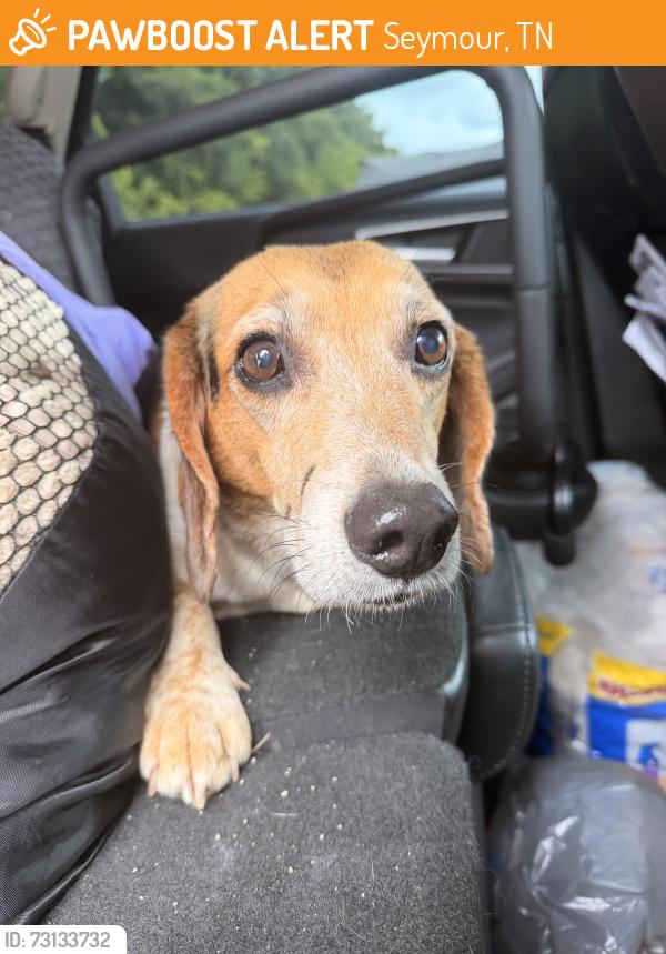 Found/Stray Male Dog last seen A r Davis and Ellejoy rd, Seymour, TN 37865