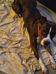 Reunited Female Dog last seen Rosalind Way Millington, Millington, TN 38053