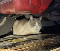 Reunited Unknown Cat last seen Valley forge circle, Carmel, IN 46032